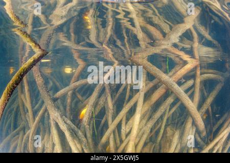 Ein Unterwasserblick auf Mangrovenbäume vor der Insel Yap, Mikronesien. Stockfoto