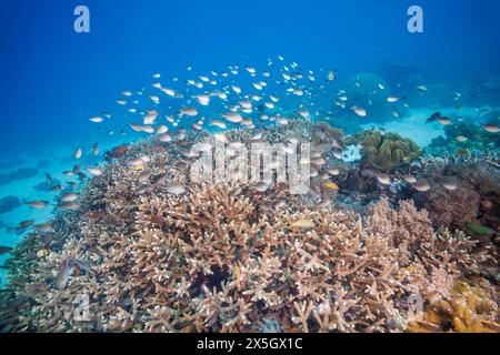 Ein hartes Korallenriff und verschiedene Schul-Rifffische dominieren diese Unterwasserszene in der Demokratischen republik Timor-Leste. Stockfoto