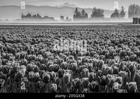 WA25182-00...WASHINGTON - Tulpen im Skagit Valley blühen mit Mount Baker im Hintergrund. Stockfoto