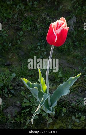 WA25186-00... WASHINGTON - Eine rote Tulpe in einem Tulpenfeld im Skagit Valley. Stockfoto