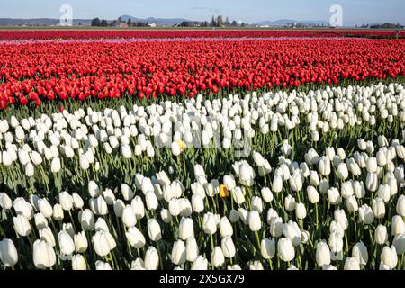 WA25199-00...WASHINGTON - eine Reihe von bunten Tulpen in einem kommerziellen Feld für Blumen und Zwiebeln im Skagit Valley. Stockfoto