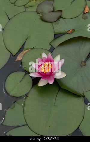 Heian-jingu-Schrein und Gärten Stockfoto