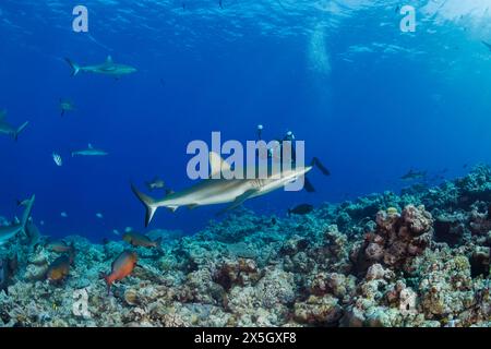 Ein Unterwasser Fotograf (MR) richtet sich auf die graue Riffhaie, Carcharhinus amblyrhynchos, vor der Insel Yap in Mikronesien. Stockfoto