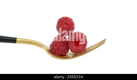 Rote Himbeeren auf goldener Gabel mit schwarzem Griff auf weißem Hintergrund, symbolisiert ein Konzept von gesunder Ernährung und Bio-Lebensmitteln Stockfoto