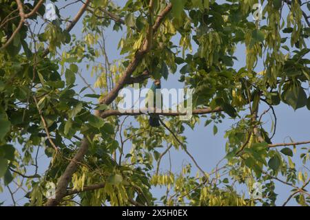 Silguri, Westbengalen, INDIEN. Mai 2024. Ein weißkehliger eisvogel sitzt an einem Baumzweig in Siliguri. (Kreditbild: © Diptendu Dutta/ZUMA Press Wire) NUR REDAKTIONELLE VERWENDUNG! Nicht für kommerzielle ZWECKE! Stockfoto