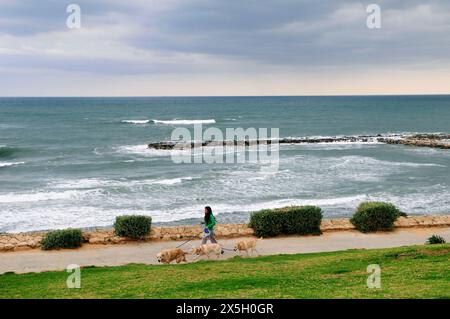 Ein Hundeführer, der Hunde am Meer in Tel Aviv, Israel, wandert. Stockfoto