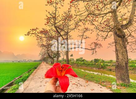 Bombax Ceiba an Hand und uralten Bäumen Silhouette bei Sonnenuntergang Hintergrund macht Malen mehr rustikale Schönheit der Landschaft Vietnam Stockfoto