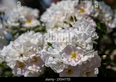 Nahaufnahme weißer Rosen in voller Blüte Stockfoto