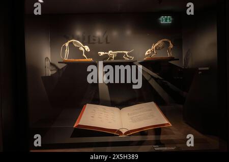 Exponate, Wirbelskelette im Goethe-Nationalmuseum, Weimar, Thüringen Stockfoto