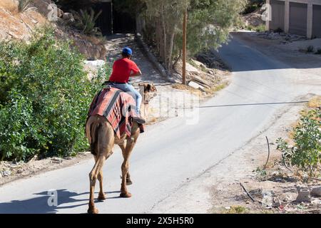 Der Junge reitet auf dem Kamel in Jericho. Sehenswürdigkeiten für Touristen, die nach Israel kommen. Jericho, Palästinensische Autonomie, Israel. Stockfoto