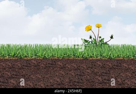 Hofunkrautprobleme als Löwenzahn-Blume und -Pflanze als Symbol unerwünschter Unkräuter auf einem grünen Grasfeld als Symbol für Herbizideinsatz im Garten oder Stockfoto