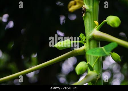 Nahaufnahme eines Pfandpfotenbaums mit Früchten und Blättern Stockfoto