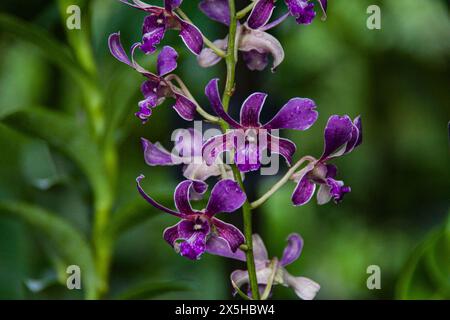 Ein schönes Beispiel ist ein violettes dendrobium, das man im Botanischen Garten in Singapur sehen kann Stockfoto