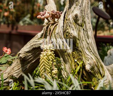 Wunderschöne Darstellung von Baumstümpfen mit Blumen aller Sorten, die in der Umgebung und im Inneren wachsen Stockfoto