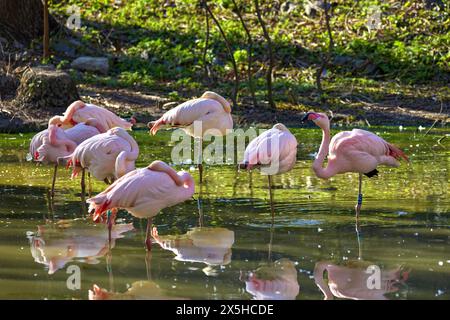 Bild einer Schar rosa Flamingos, die auf einem Zooteich schlafen Stockfoto