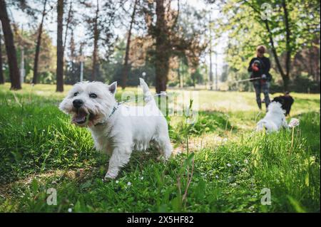 Kleiner Hund, der im Gras läuft und glückliche Momente mit seinem Besitzer hat, Hund läuft, Stockfoto