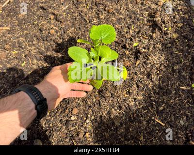 Hand hält eine Pflanze und sät im Garten Stockfoto