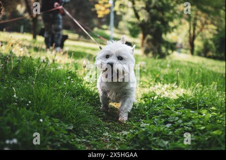 Kleiner Hund, der im Gras läuft und glückliche Momente mit seinem Besitzer hat, Hund läuft, Stockfoto