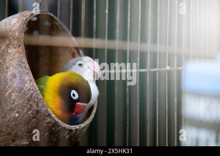 Über den Papagei in einem Käfig, der ein wunderschöner Vogel ist Stockfoto