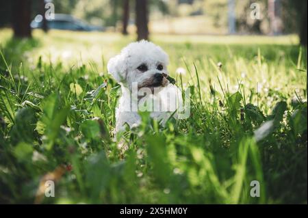 Kleiner Hund, der im Gras läuft und glückliche Momente mit seinem Besitzer hat, Hund läuft, Stockfoto