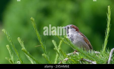 Passer domesticus alias Haussperling, der auf dem Baum thront. Gewöhnlicher Vogel in der Tschechischen republik. Stockfoto