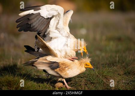 Der weltweit bedrohte ägyptische Geier (Neophron percnopterus) paart sich. Fotografiert in den Bergen von Katalonien, Spanien. Stockfoto