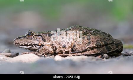 Pelophylax ridibundus, auch bekannt als europäischer Sumpffrosch. Stockfoto