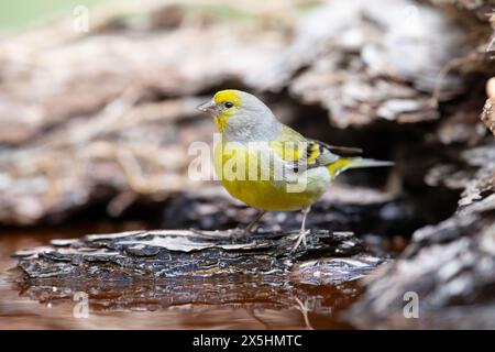 citrilfinke (Carduelis citrinella) Stockfoto