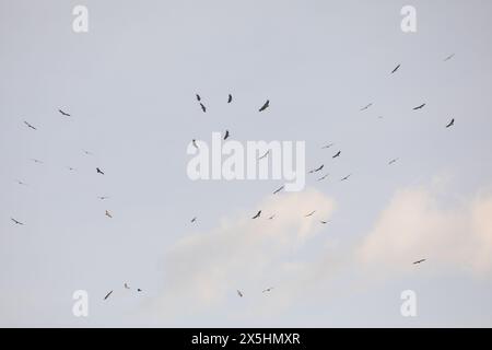 Geier (meist eurasischer Gänsegeier), die in den Himmel fliegen. Fotografiert in den Pyrenäen, Spanien. Stockfoto