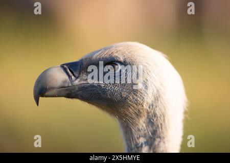 Eurasischer Gänsegeier (Gyps fulvus) Nahporträt. Fotografiert in den Pyrenäen, Spanien Stockfoto