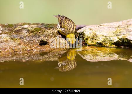 Europäisches Serin (Serinus serinus). Fotografiert in Solsona, Spanien Stockfoto