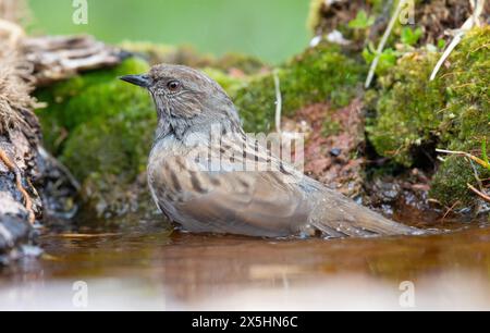 Dunnock (Prunella modularis) badet. Fotografiert in den spanischen Pyrenäen Stockfoto
