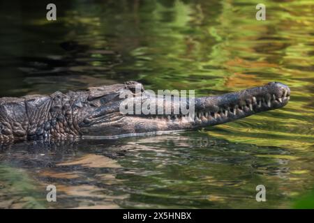 Falschgharial - Tomistoma schlegelii, einzigartiges großes Krokodil aus südostasiatischen Süßgewässern, Sümpfen und Flüssen, Malaysia. Stockfoto