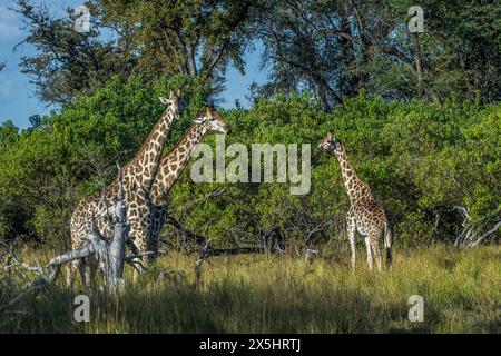 Afrika, Botswana, Okavango Delta. Drei Giraffen in der Savanne von Botswana. Stockfoto