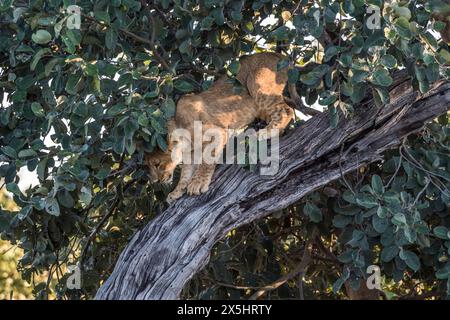 Afrika, Botswana, Okavango Delta. Ein Löwe klettert einen Baum im Okavango-Delta herunter. Stockfoto