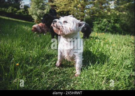 Kleiner Hund, der im Gras läuft und glückliche Momente mit seinem Besitzer hat, Hund läuft, Stockfoto