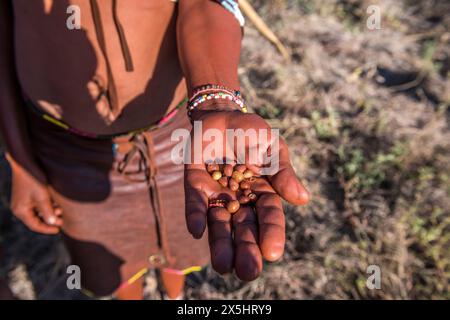 Afrika, Botswana, Kalahari Wüste. Beeren werden in den Händen eines älteren Stammes des Jägers und Sammlers gezeigt! Kung, ein Teil des San-Stammes. Stockfoto