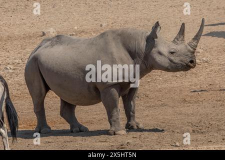 HakenlippenRhinoceros (Diceros bicornis) mit anderen Wildtieren im Wasserloch im Etosha Nationalpark. Stockfoto