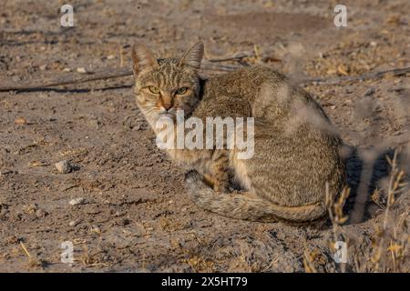 Afrikanische Wildkatze (felis silvestris cafra) Stockfoto