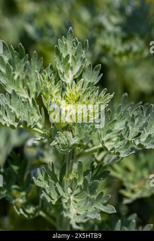 Silbergrüner Wermut hinterlässt Hintergrund. Artemisia absinthium, Absinth-Wermut-Pflanze im Kräuterküchengarten, Nahaufnahme, Makro. Stockfoto