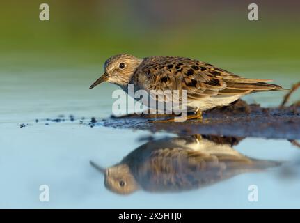 Der erwachsene Temminck-Stint (Calidris temminckii) gefriert und versteckt sich vor Raubtieren in der Nähe einer kleinen Insel im flachen blauen Wasser des Sees im Frühlingswanderungsmeer Stockfoto