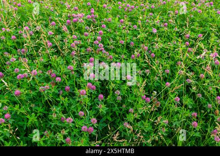 Das ist das Wildblumen Trifolium alpestre, das Purple Globus Klee oder Eulenklee aus der Familie Fabaceae. Stockfoto