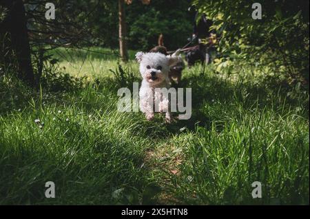 Kleiner Hund, der im Gras läuft und glückliche Momente mit seinem Besitzer hat, Hund läuft, Stockfoto