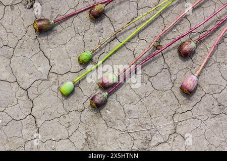 Trockenfeld Land mit Mohnsamen Papaver Mohnkopf, trocknende Böden zerrissen, trocknende Böden gerissen, Klimawandel, Umweltkatastrophe und Stockfoto