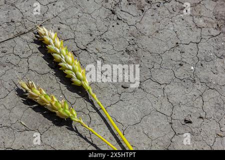 Thema verlorene getrocknete Weizen. Weizenohren liegen auf trockenem, zerrissenem Boden. Trockene Böden und Gerstenohren. Selektiver Fokus, geringe Schärfentiefe. Stockfoto