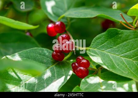 Festtage Honigsauger-Zweig mit roten Beeren Lonicera Xylosteum. Stockfoto