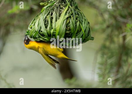 Afrika, Tansania. Ein Maskenweber arbeitet daran, seine nächste zu perfektionieren. Stockfoto