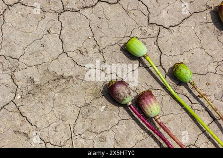 Trockenfeld Land mit Mohnsamen Papaver Mohnkopf, trocknende Böden zerrissen, trocknende Böden gerissen, Klimawandel, Umweltkatastrophe und Stockfoto