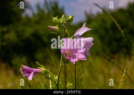 Blume Nahaufnahme von Malva alcea Greater Moschus, geschnitten blättrig, Vervain oder Hollyhock Mallow, auf weichem unscharfen grünen Grashintergrund. Stockfoto