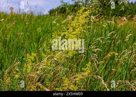 Galium verum, Frauenstroh oder gelbes Bettstroh, niedrige Krabbelpflanze, Blätter breit, glänzend dunkelgrün, behaart darunter, Blumen gelb und produzierte i Stockfoto